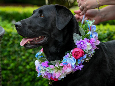 Distinctly Pawsome, Specialist Wedding Pet Chaperones