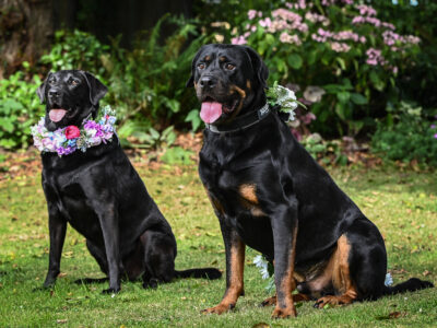 Distinctly Pawsome, Specialist Wedding Pet Chaperones