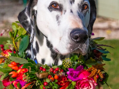 Distinctly Pawsome, Specialist Wedding Pet Chaperones